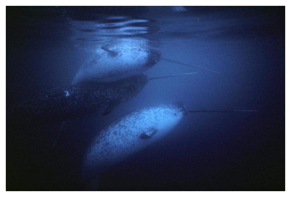 Narwhal males underwater, Baffin Island, Nunavut, Canada-Paper Art-50x34”