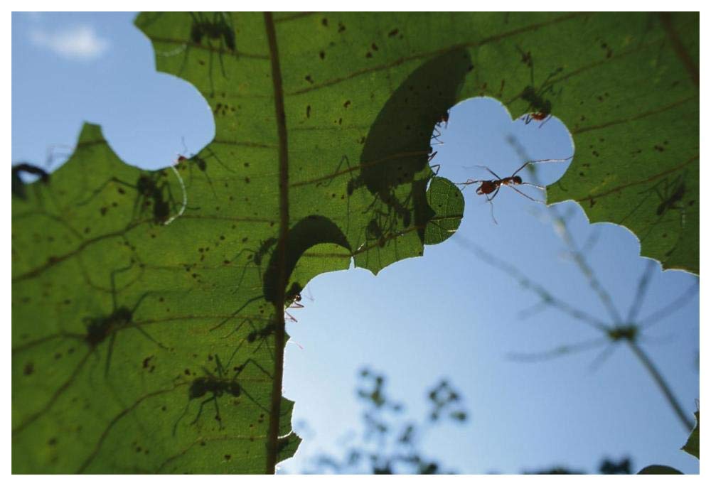 Leafcutter Ant workers cutting little pieces out of leaves, Barro Colorado Island, Panama-Paper Art-62x42”