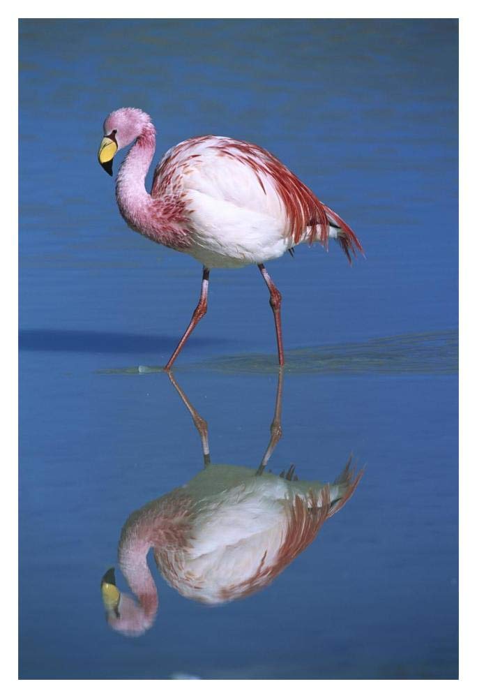 Puna Flamingo wading, Laguna Colorada, Bolivia-Paper Art-14x20”