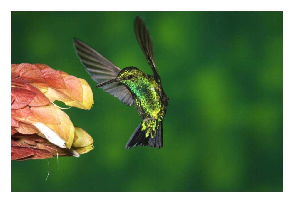 Western Emerald hummingbird feeding on flower, Andes, Ecuador-Paper Art-26x18”