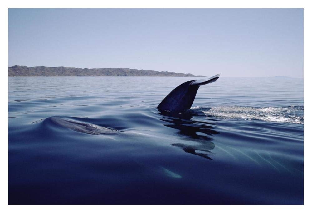 Blue Whale tail, Sea of Cortez, Mexico-Paper Art-20x14”