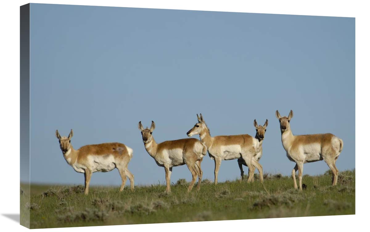 Pronghorn Antelope herd, Wyoming-Canvas Art-30x20”