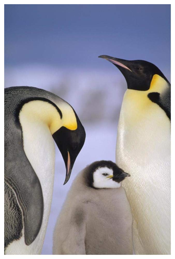 Emperor Penguin pair with chick, Atka Bay, Princess Martha Coast, Weddell Sea, Antarctica-Paper Art-42x62”
