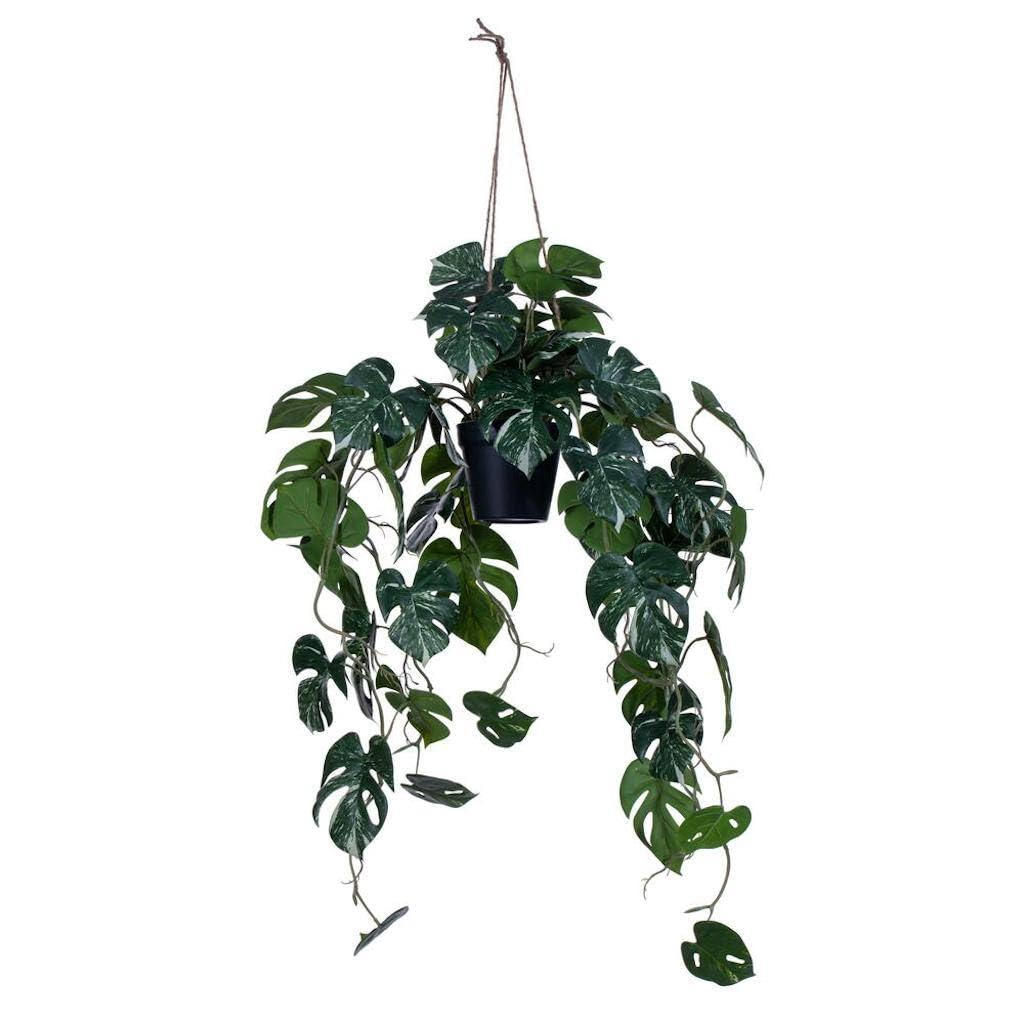 Casafoyer 41” Green Hanging Potted Monstera Plant - (Pack Of 2)