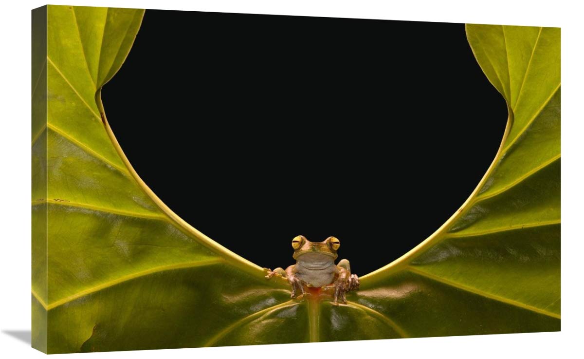Cloud Forest Tree Frog sitting on edge of leaf, Choco Rainforest, Ecuador-Canvas Art-30x20”