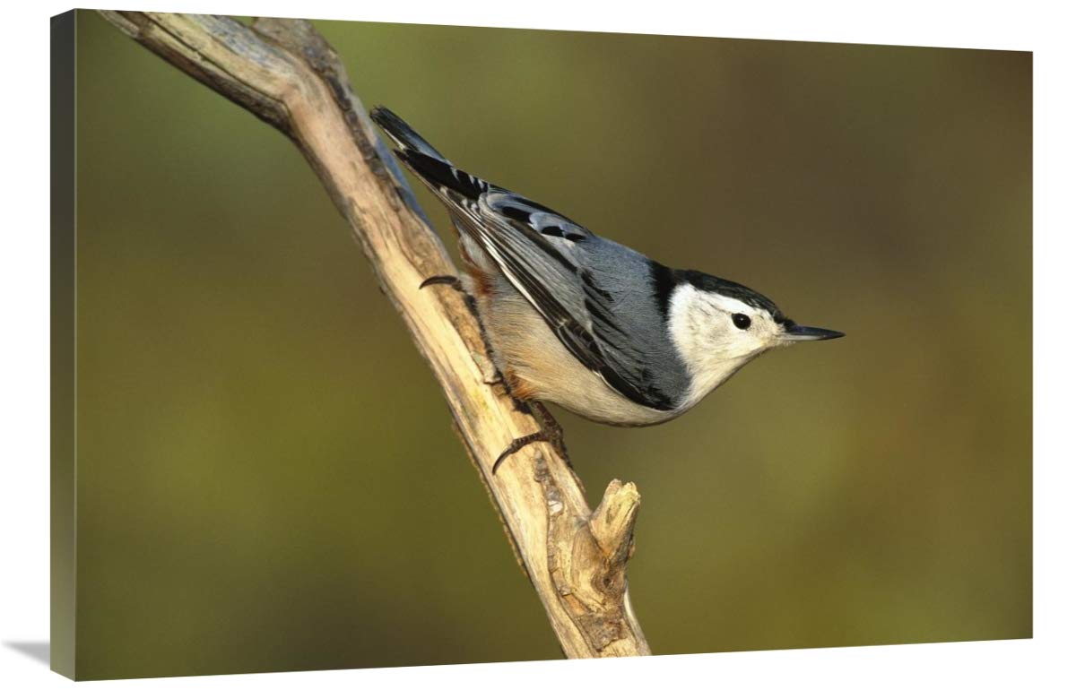 White-breasted Nuthatch , Long Island, New York-Canvas Art-36x24”