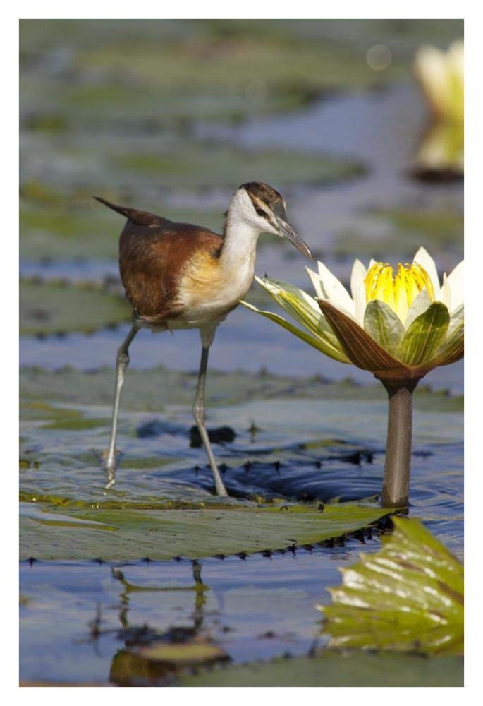 African Jacana juvenile foraging for insects in water lily flower, Okavango Delta, Botswana-Paper Art-26x38”