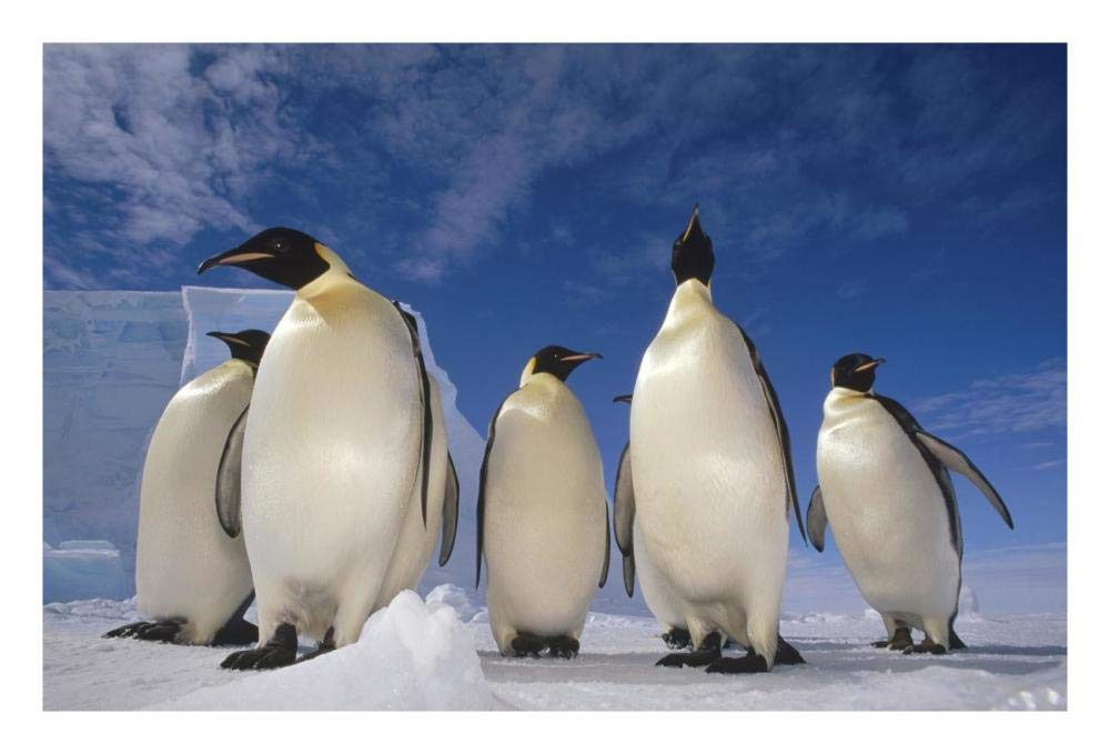 Emperor Penguin group, near Ekstrom Ice Shelf, Weddell Sea, Antarctica-Paper Art-26x18”