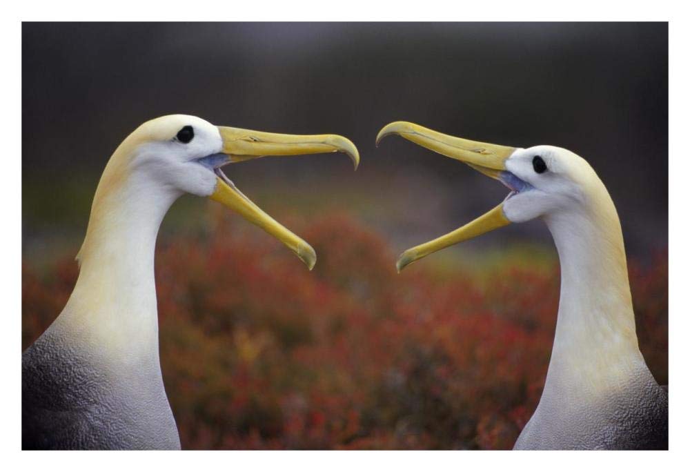 Waved Albatross courtship display, Punta Cevallos, Galapagos Islands, Ecuador-Paper Art-32x22”