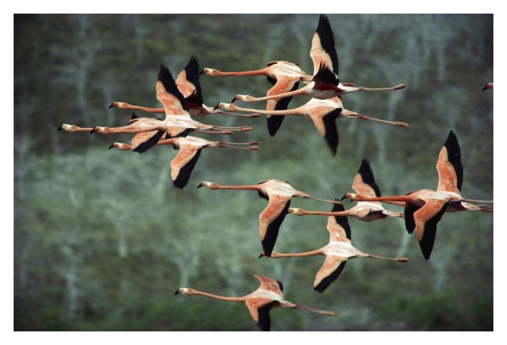 Greater Flamingo group courtship flight, Punta Cormorant, Floreana Island, Galapagos Islands, Ecuador-Paper Art-38x26”