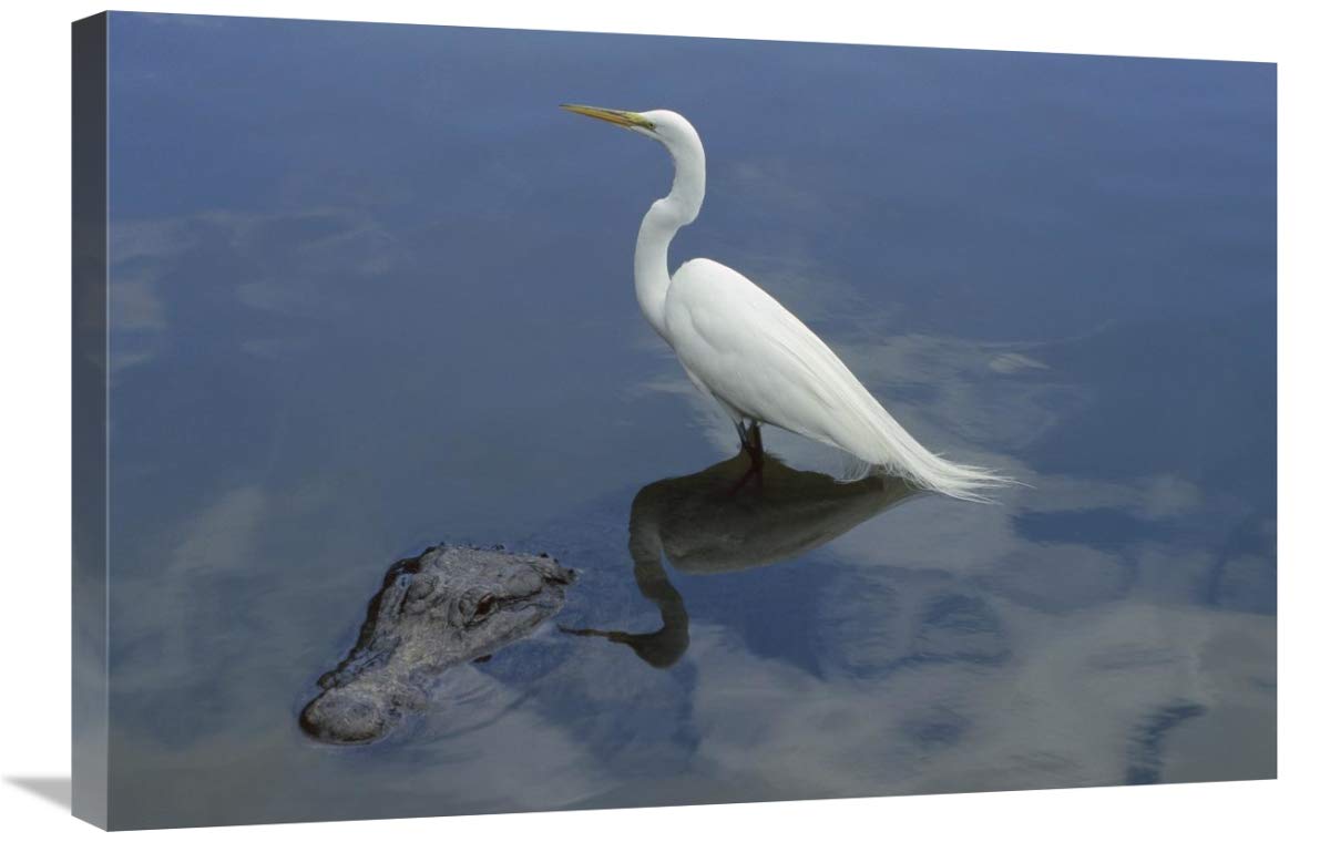 Great Egret standing on an American Alligator , Florida-Canvas Art-30x20”