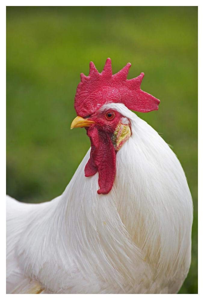 Domestic Chicken, White Leghorn, cockerel, close-up of head and neck, France-Paper Art-34x50”