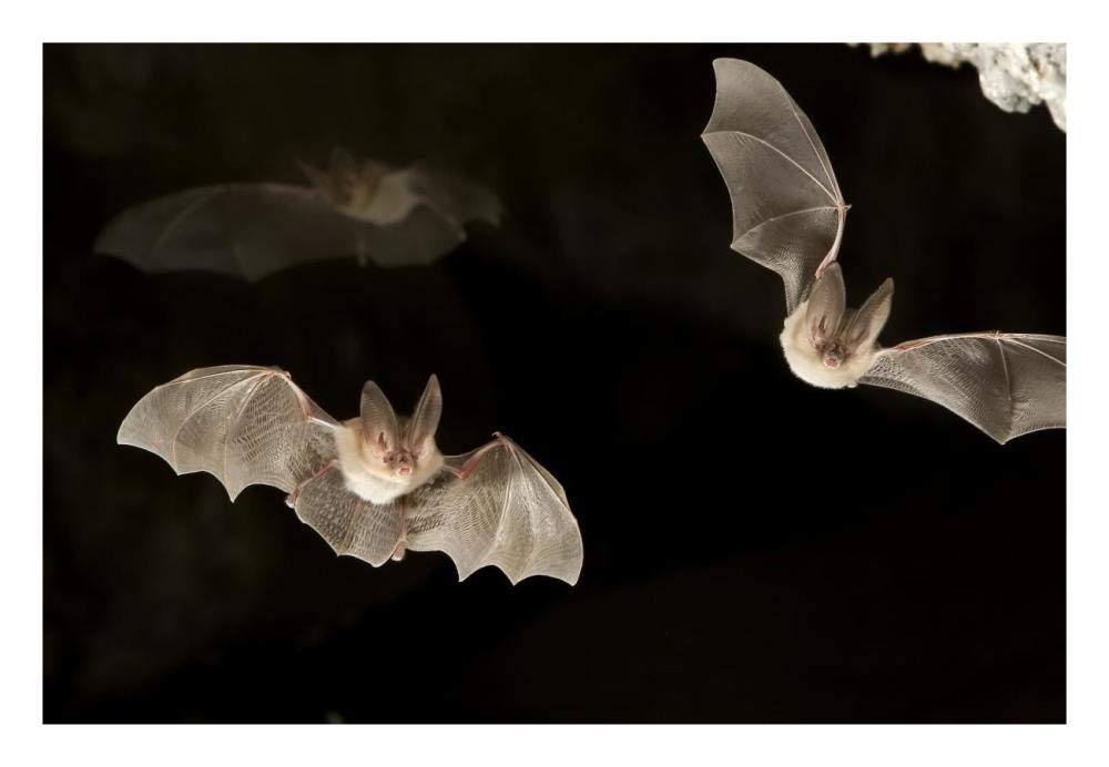 Townsends Big-eared Bats, Derrick Cave Complex, central Oregon-Paper Art-26x18”