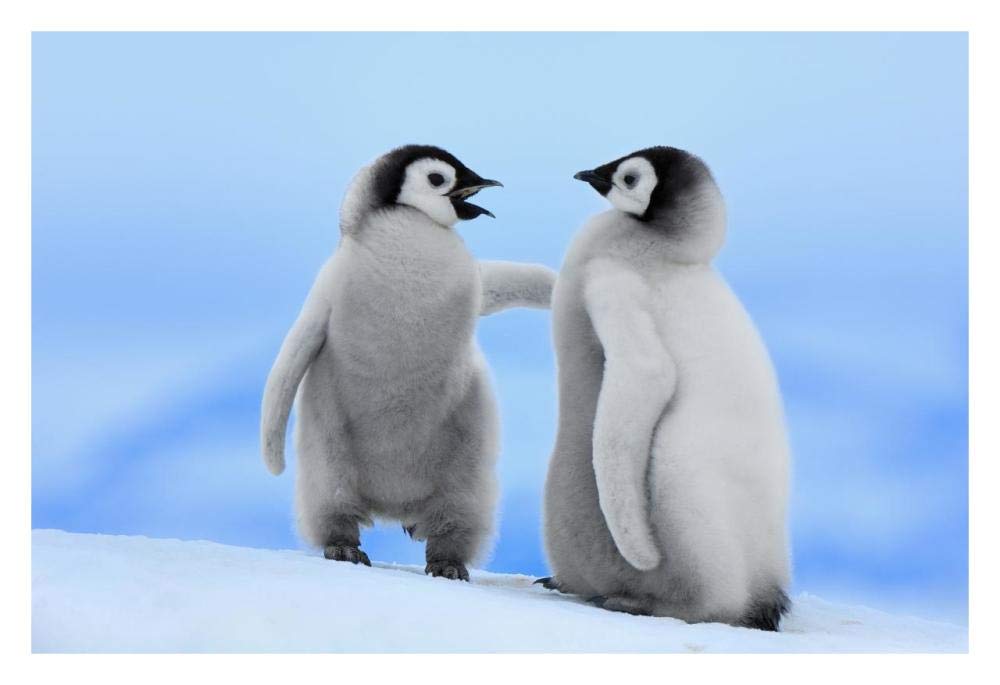 Emperor Penguin pair, Snow Hill Island, Antarctica-Paper Art-32x22”