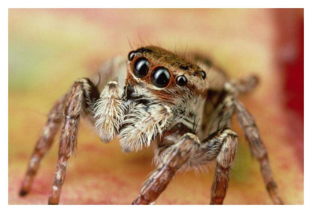 Jumping Spider portrait, Reunion-Paper Art-20x14”