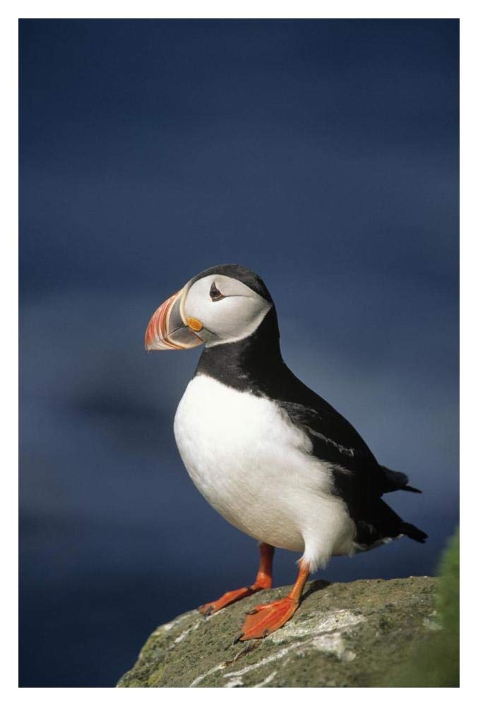 Atlantic Puffin adult on rock, Europe-Paper Art-14x20”