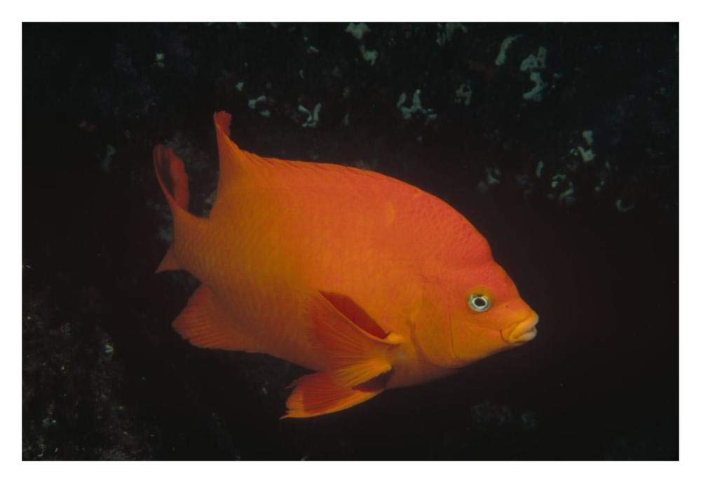 Garibaldi adult portrait, Channel Islands National Park, California-Paper Art-32x22”