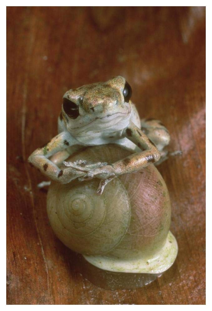 Strawberry Poison Dart Frog resting on snail, Panama-Paper Art-34x50”