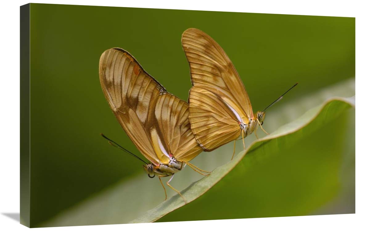 Julia Butterfly pair mating, Mindo Butterfly Farm, Cloud Forest, Ecuador-Canvas Art-30x20”