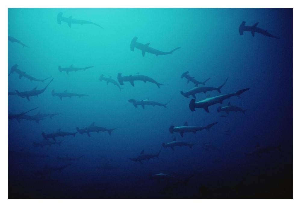 Scalloped Hammerhead Shark school, Cocos Island, Costa Rica-Paper Art-20x14”