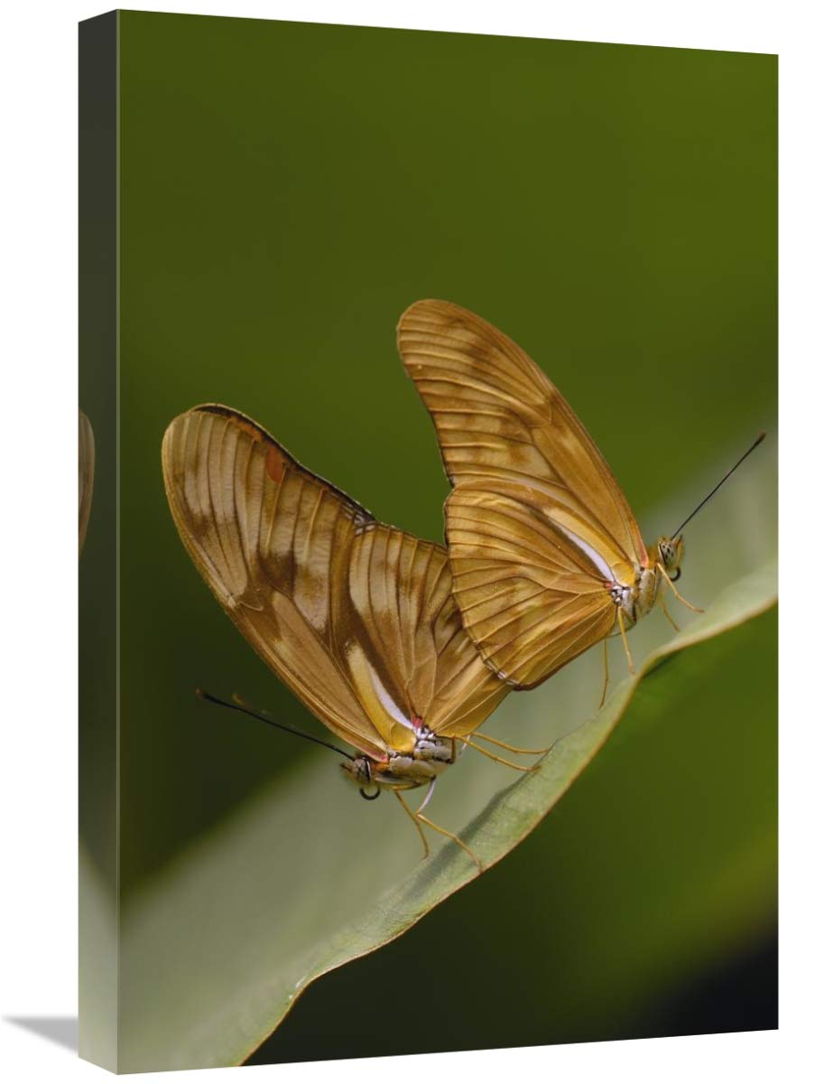 Julia Butterfly pair mating, Mindo Butterfly Farm, Cloud Forest, Ecuador-Canvas Art-16x24”