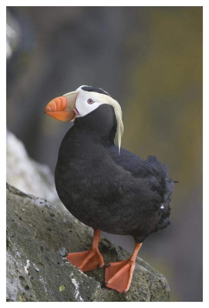 Tufted Puffin, Pribilof Islands, Alaska-Paper Art-34x50”