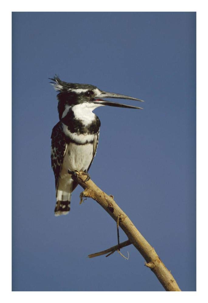 Pied Kingfisher calling, Kenya-Paper Art-18x26”