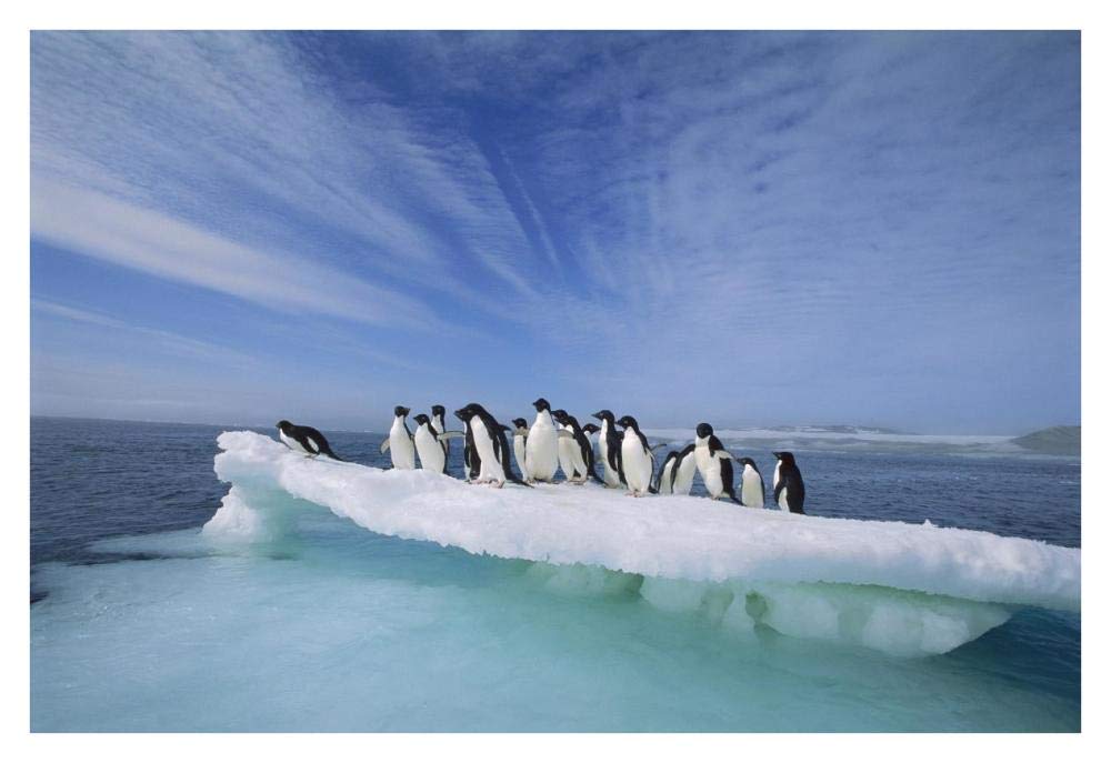 Adelie Penguin group crowding on melting summer ice floe, Possession Island, Ross Sea, Antarctica-Paper Art-38x26”