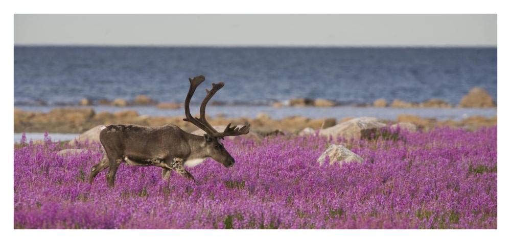 Caribou male in a field of fireweed, Hudson Bay, Canada-Paper Art-38x18.2”
