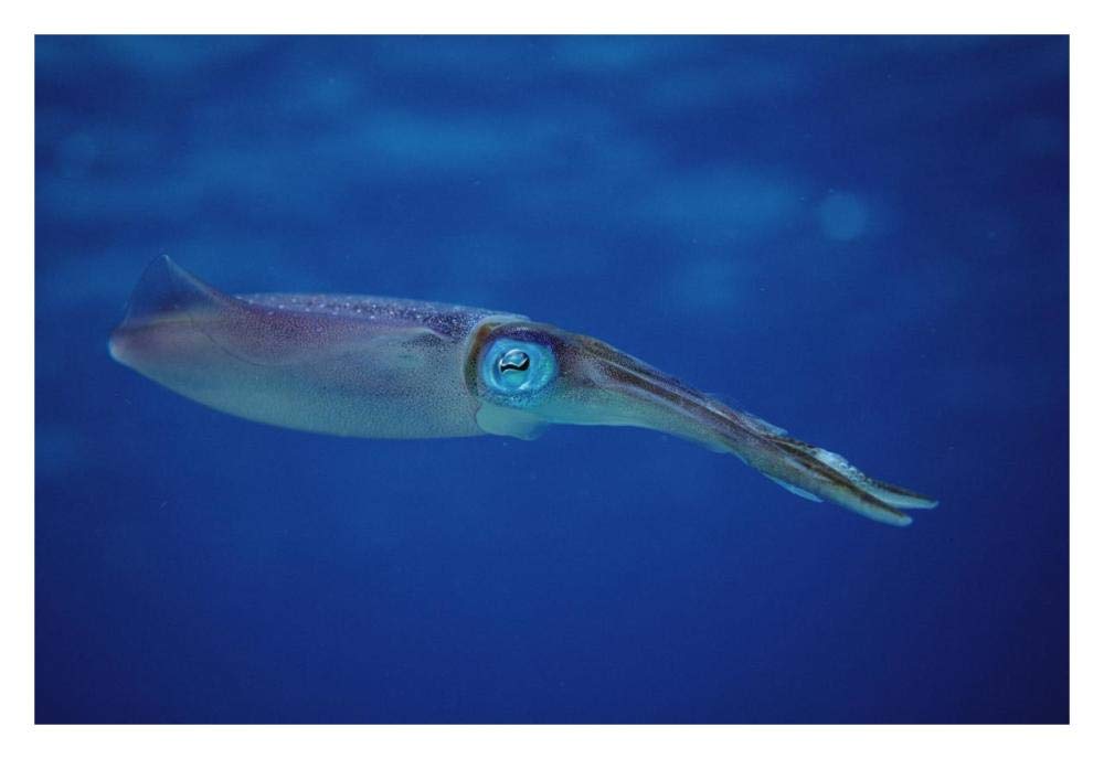 Squid portrait, Bonaire, Netherland Antilles-Paper Art-32x22”