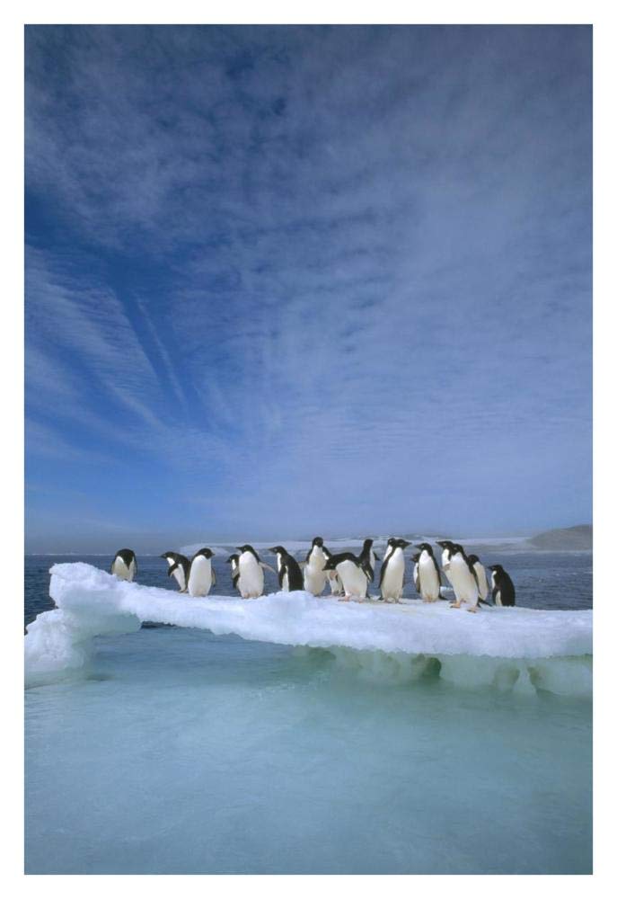 Adelie Penguin group crowding on melting summer ice floe, Possession Island, Ross Sea, Antarctica-Paper Art-26x38”