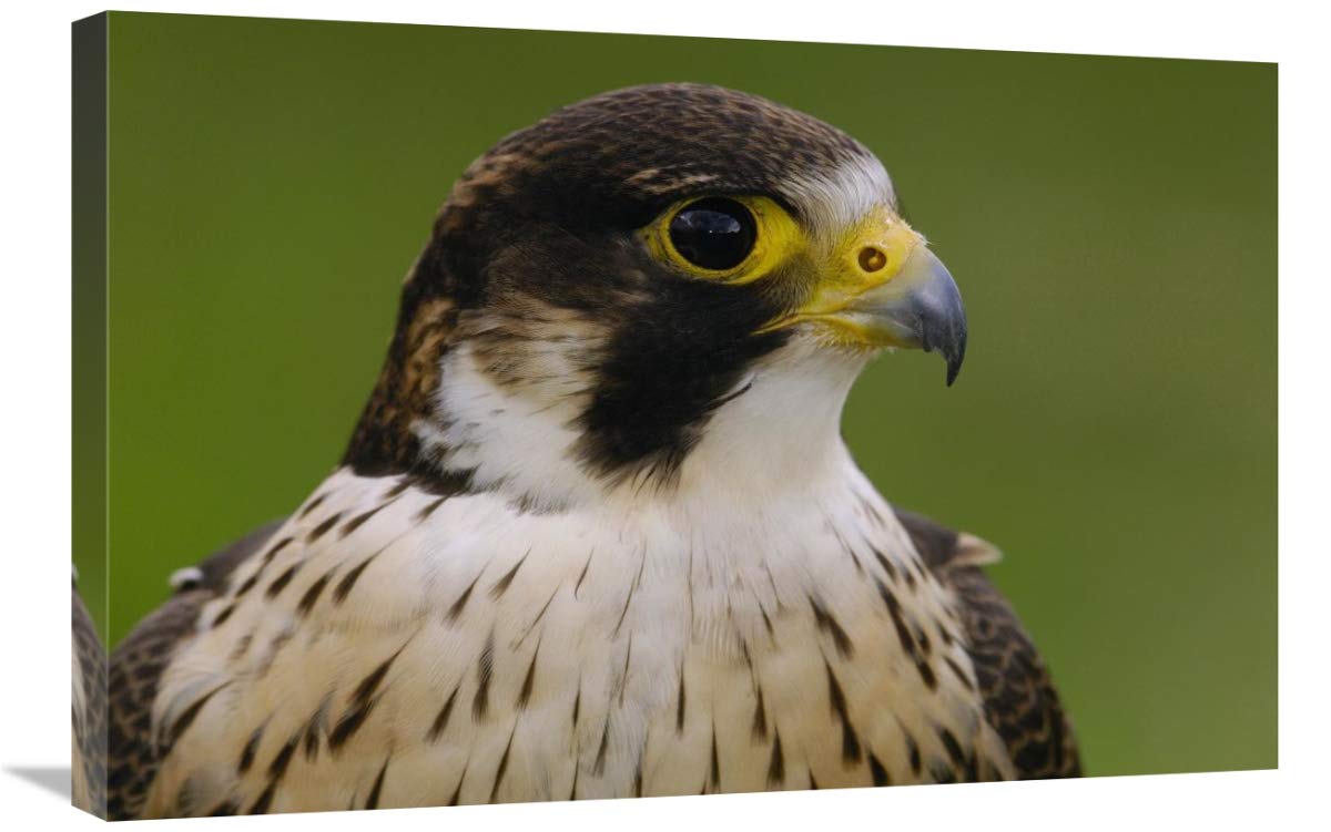 Peregrine Falcon portrait, Ecuador-Canvas Art-30x20”