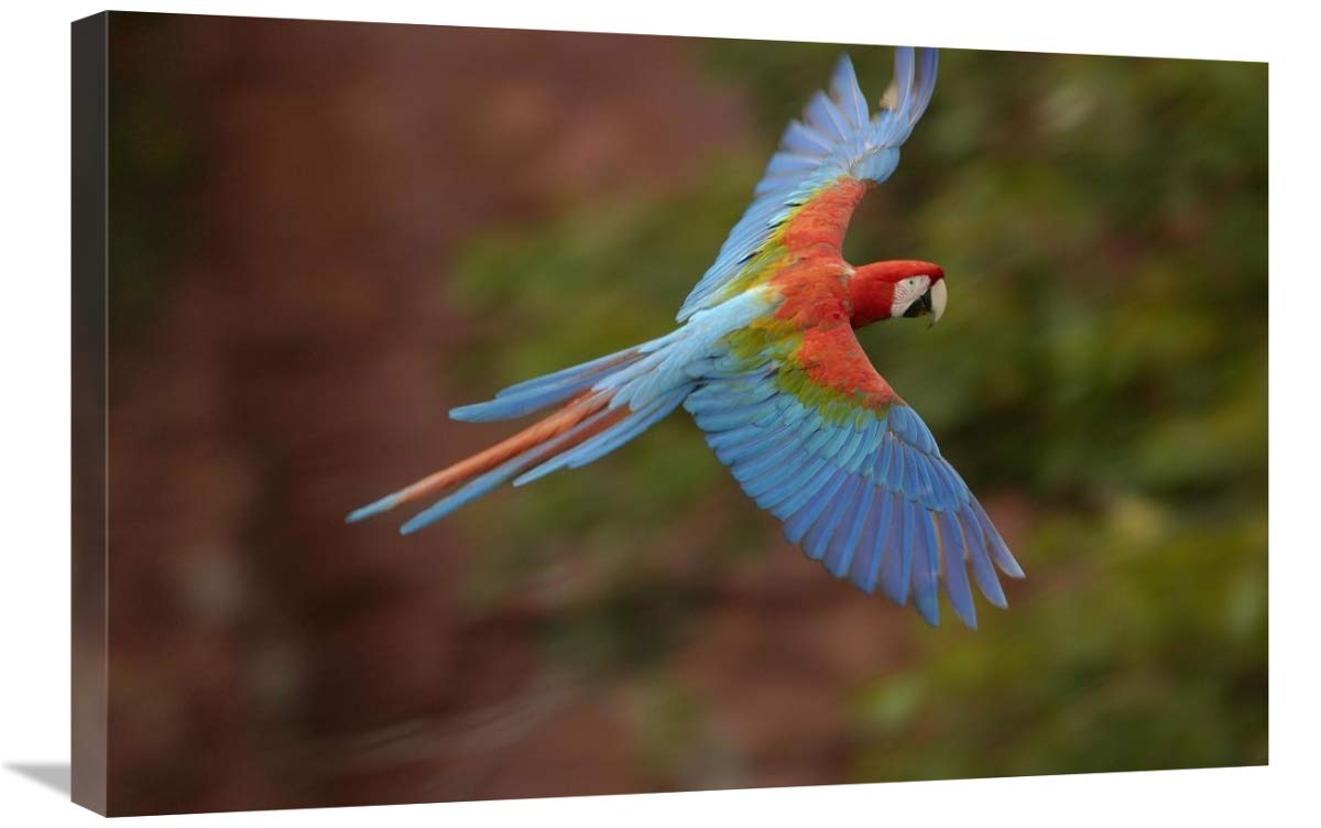 Red and Green Macaw flying,  Mato Grosso do Sul, Brazil-Canvas Art-30x20”