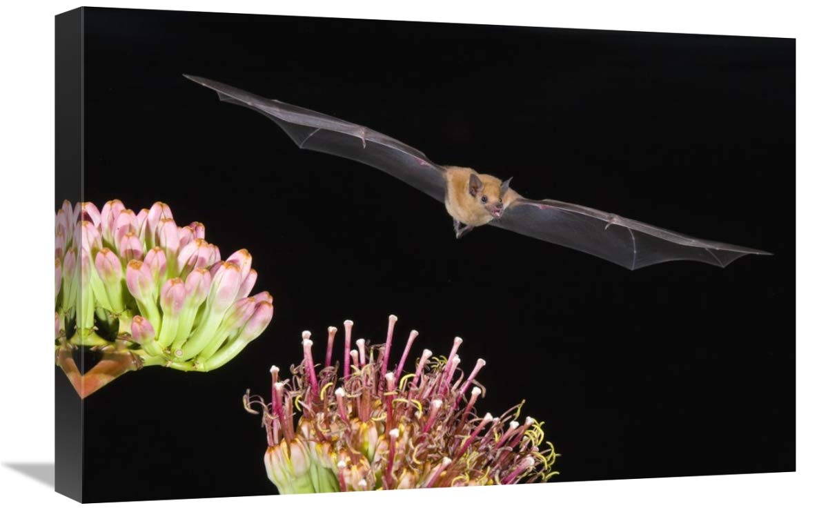 Lesser Long-nosed Bat flying at night, North America-Canvas Art-24x16”