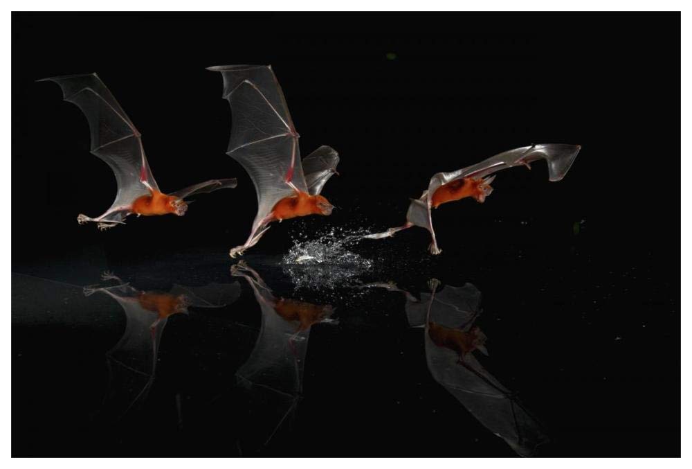 Greater Bulldog Bat fishing, Smithsonian Tropical Research Station, Barro Colorado Island, Panama-Paper Art-62x42”