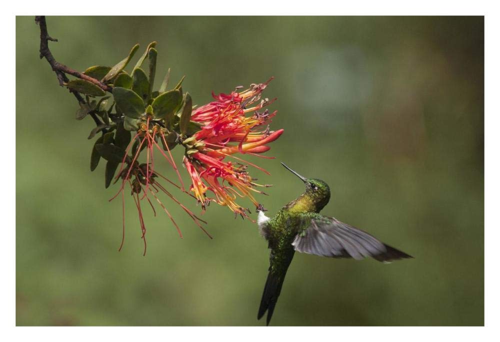 Golden-breasted Puffleg hummingbird feeding on flower nectar, Ecuador-Paper Art-32x22”
