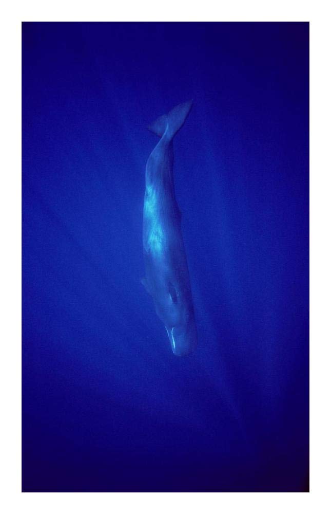 Sperm Whale diving, Indian Ocean-Paper Art-15.42x24”
