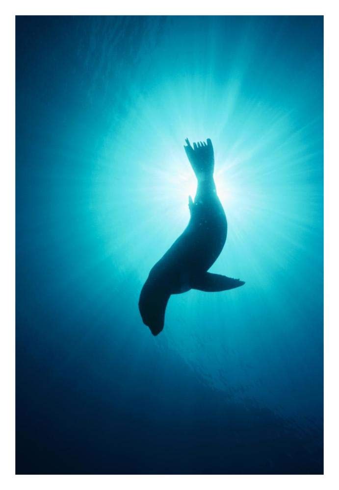 California Sea Lion underwater, Channel Islands National Park, California-Paper Art-22x32”