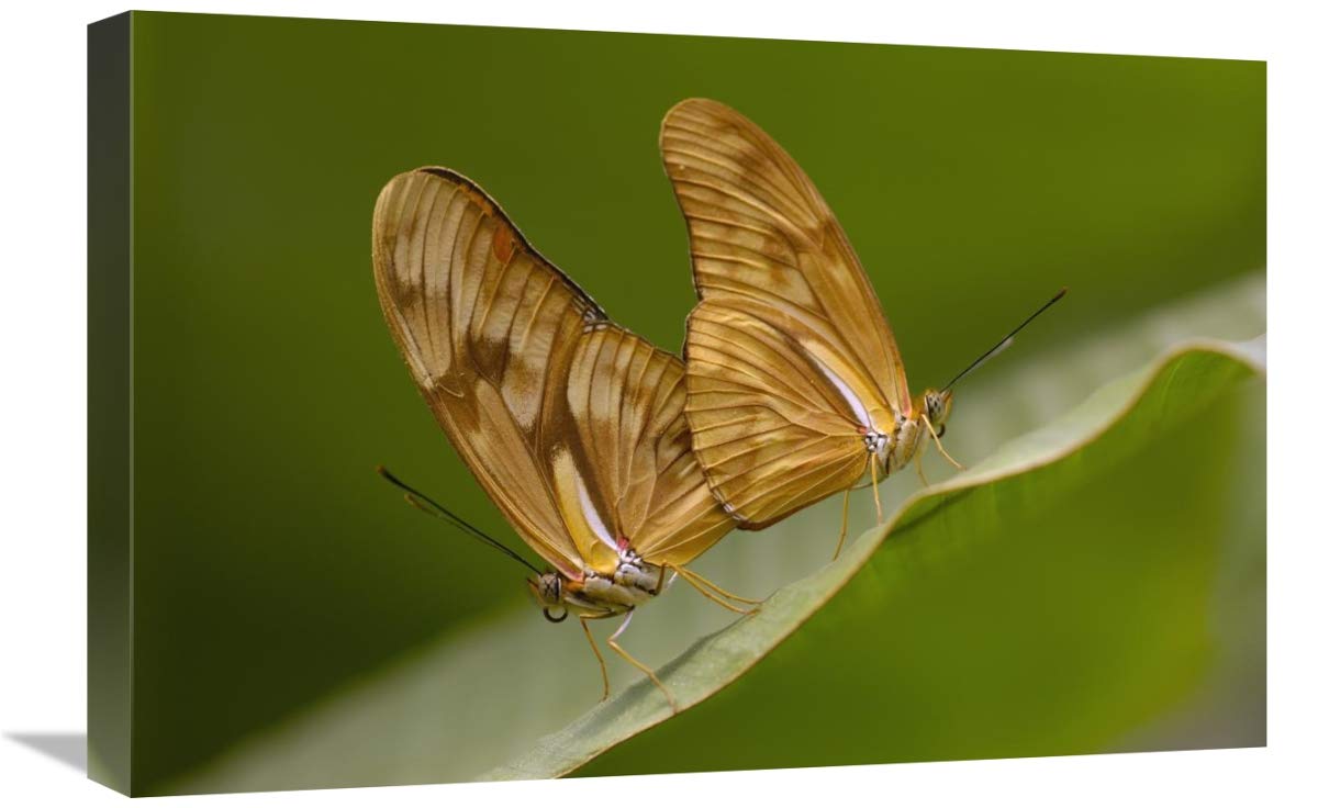 Julia Butterfly pair mating, Mindo Butterfly Farm, Cloud Forest, Ecuador-Canvas Art-24x16”