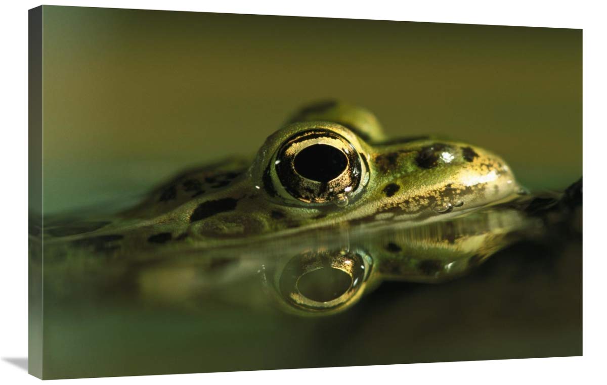 Northern Leopard Frog, native to North America-Canvas Art-36x24”