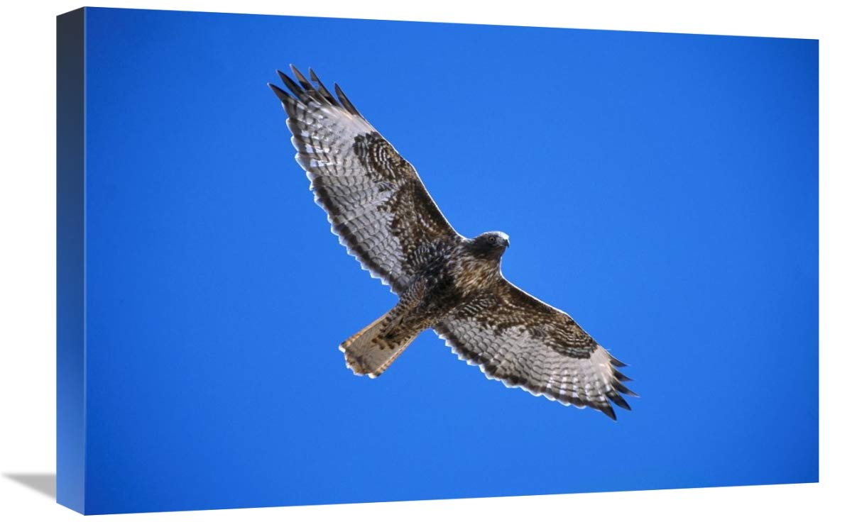 Red-tailed Hawk, Sulphur Springs Valley, Arizona-Canvas Art-24x16”