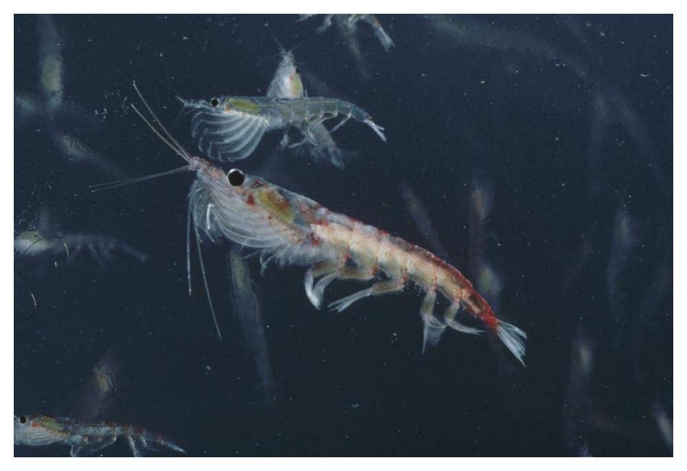 Antarctic Krill, Antarctica-Paper Art-50x34”