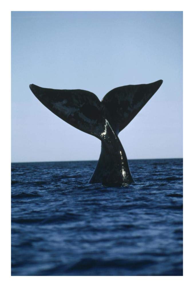 Southern Right Whale tail, Peninsula Valdez, Argentina-Paper Art-18x26”