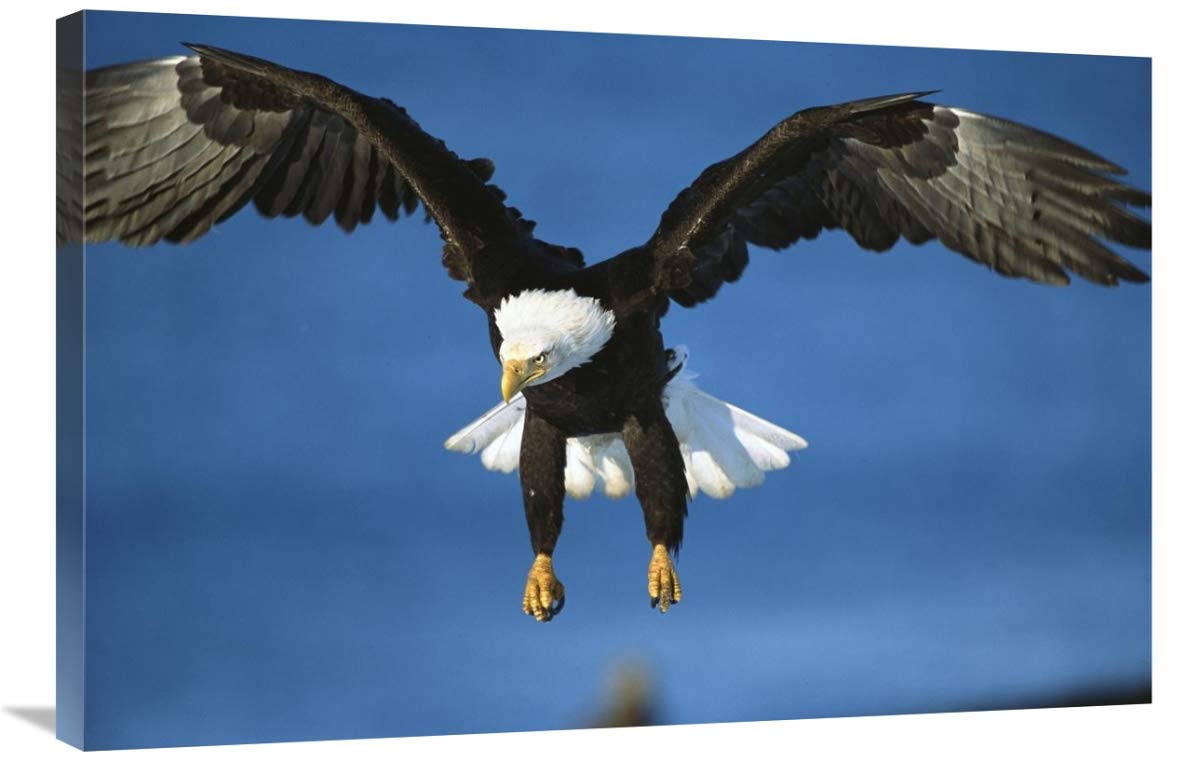 Bald Eagle flying, Kenai Peninsula, Alaska-Canvas Art-36x24”