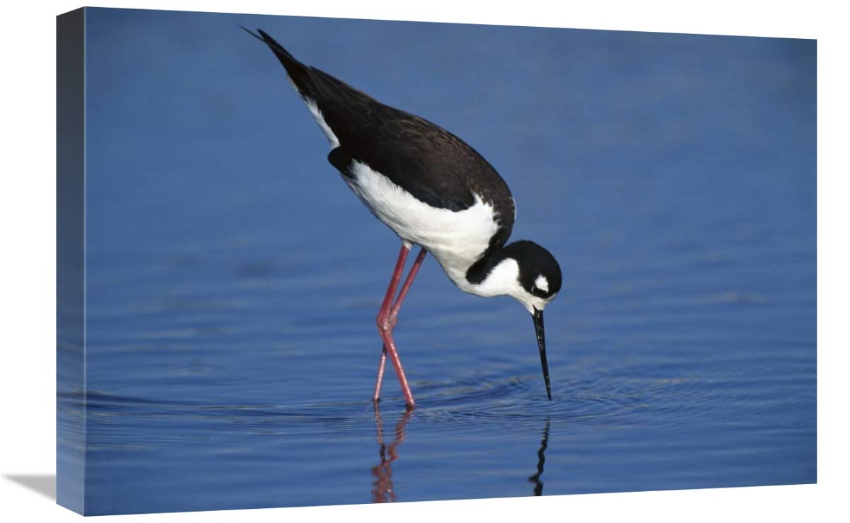 Black-necked Stilt foraging for food, California-Canvas Art-24x16”