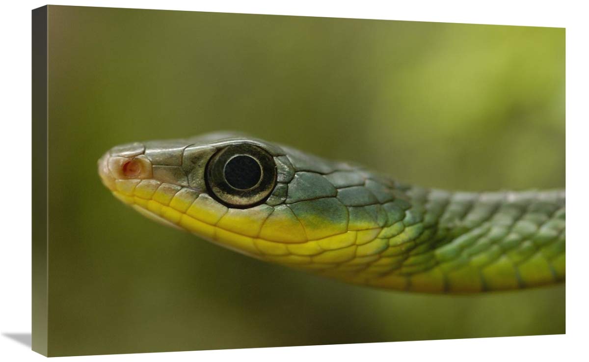 Mountain Sipo close-up of head, Mindo cloud forest ecosystem, Ecuador-Canvas Art-30x20”