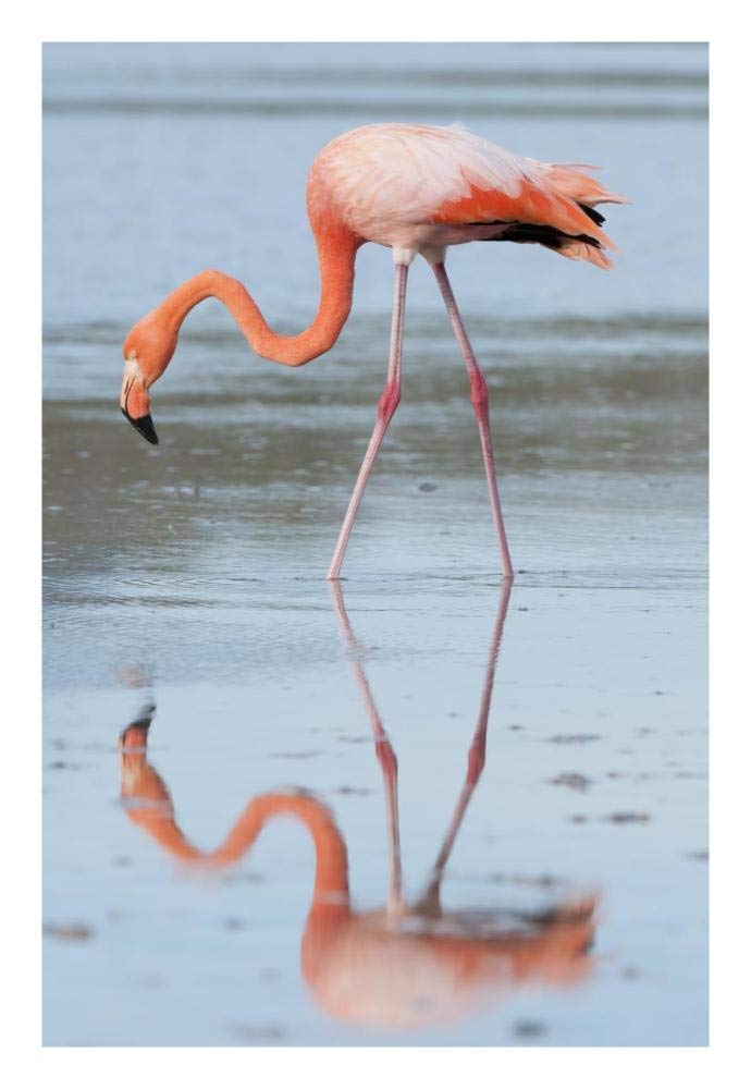 Greater Flamingo foraging, Galapagos Islands, Ecuador-Paper Art-18x26”