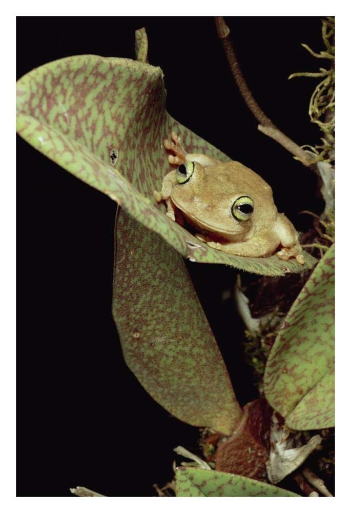 Tree Frog in canopy orchid, Trinidad-Paper Art-22x32”