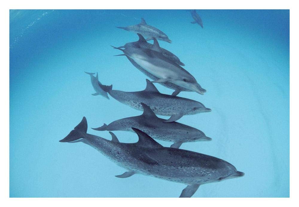 Bottlenose Dolphin swimming with pod of Atlantic Spotted Dolphins, Bahamas-Paper Art-32x22”