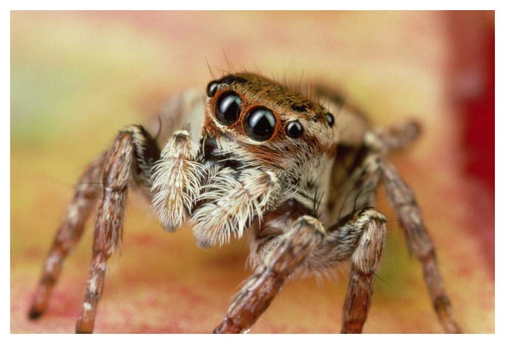 Jumping Spider portrait, Reunion-Paper Art-50x34”